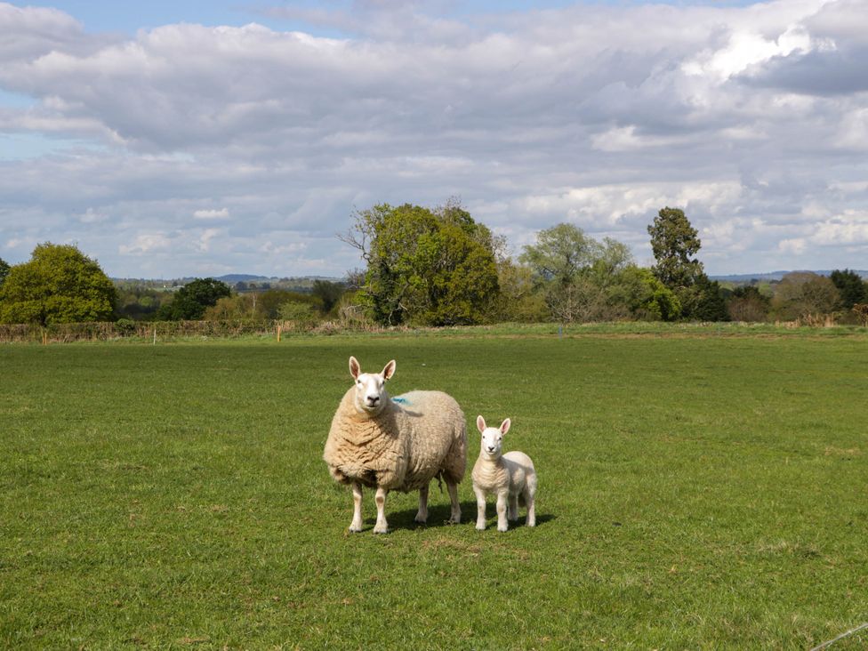 A sheep and a lamb standing on a grassy field with trees and clouds in the background at Hollie in Raglan