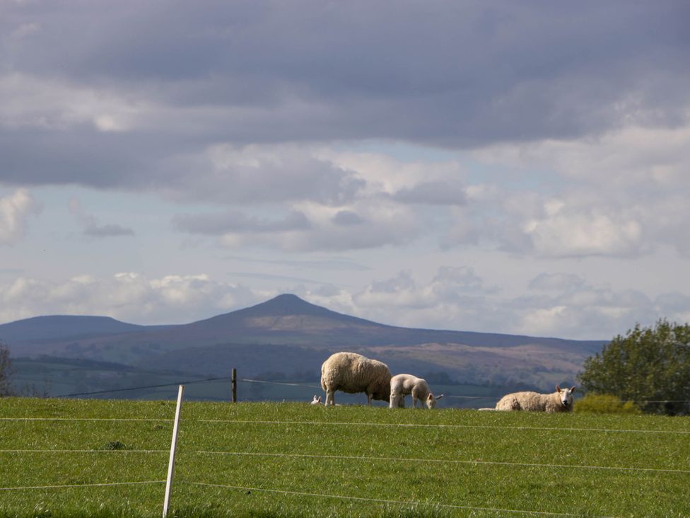 Sheep grazing and resting on a grassy field with mountains in the background at Hollie in Raglan