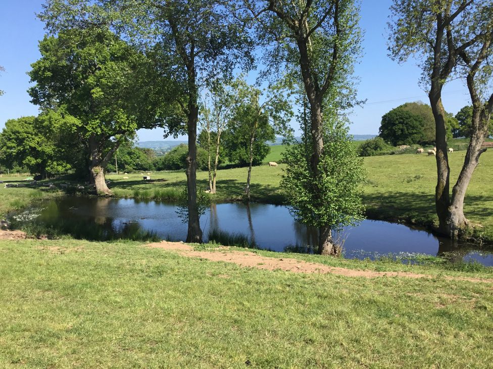 A grassy field with trees and a small pond with sheep grazing in the background at Hollie in Raglan