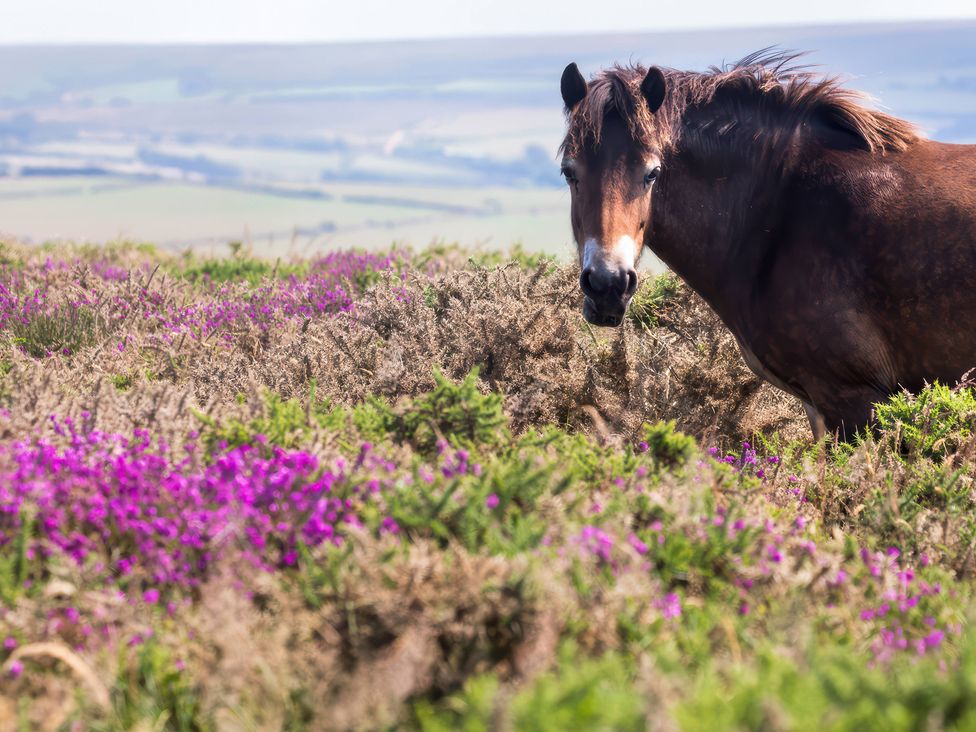 A horse among purple flowers in a landscape in Combe Martin