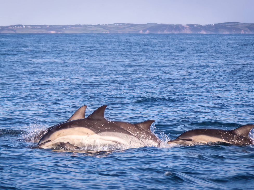 Dolphins swimming in the ocean at 26 Manleigh Park in Combe Martin