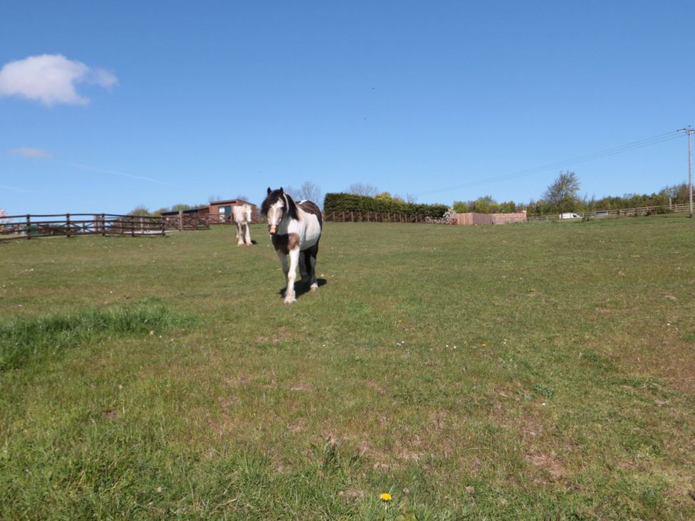 A horse walking on a grassy area at Hazel Lodge in Whitby