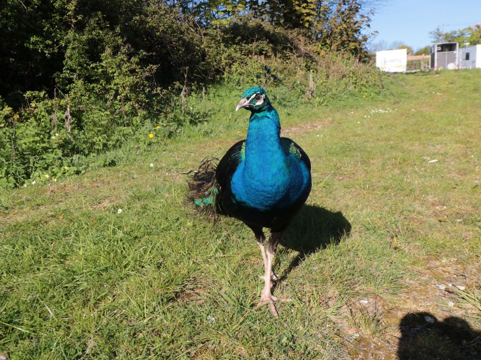 A peacock walking on grass in an outdoor area at Hazel Lodge in Whitby