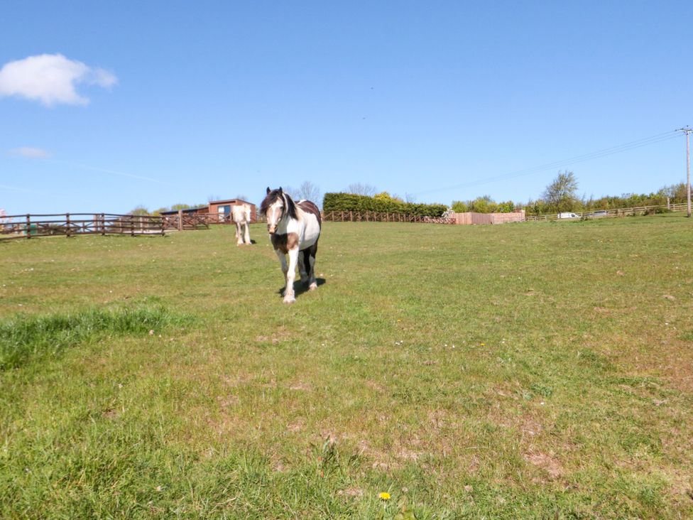 A horse walking in a field at Juniper Lodge in Whitby