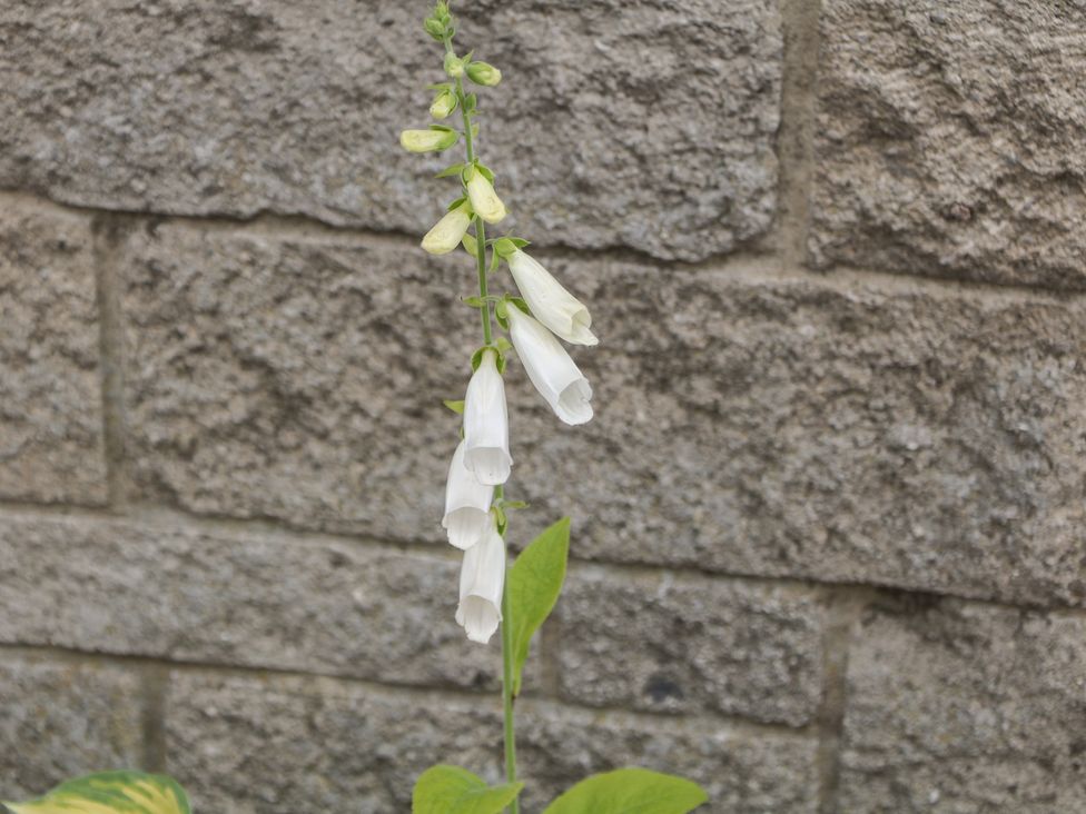 Foxgloves - Peak District & Derbyshire - 1158774 - thumbnail photo 13