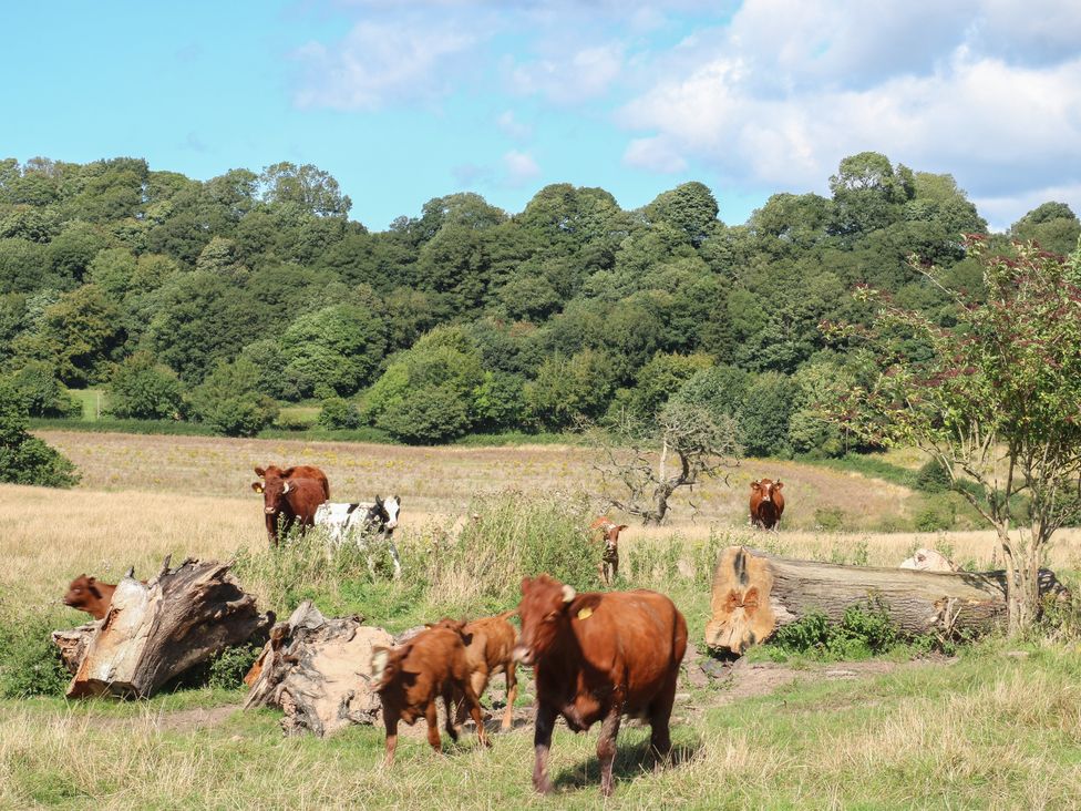 Paradise - Shropshire - 1159207 - thumbnail photo 26