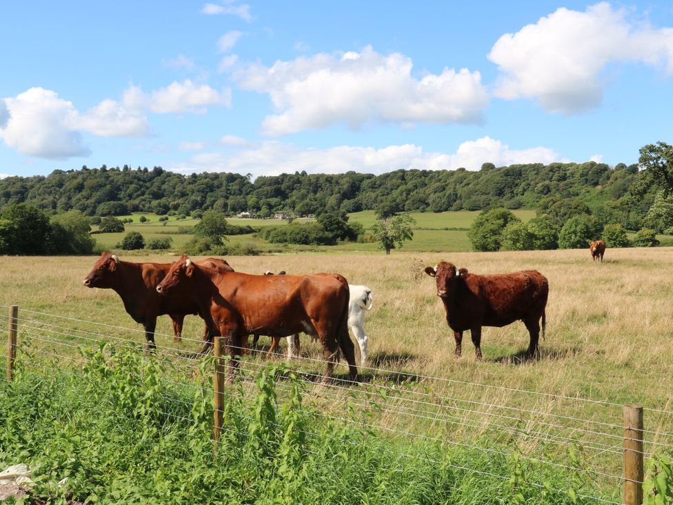 Paradise - Shropshire - 1159207 - thumbnail photo 27