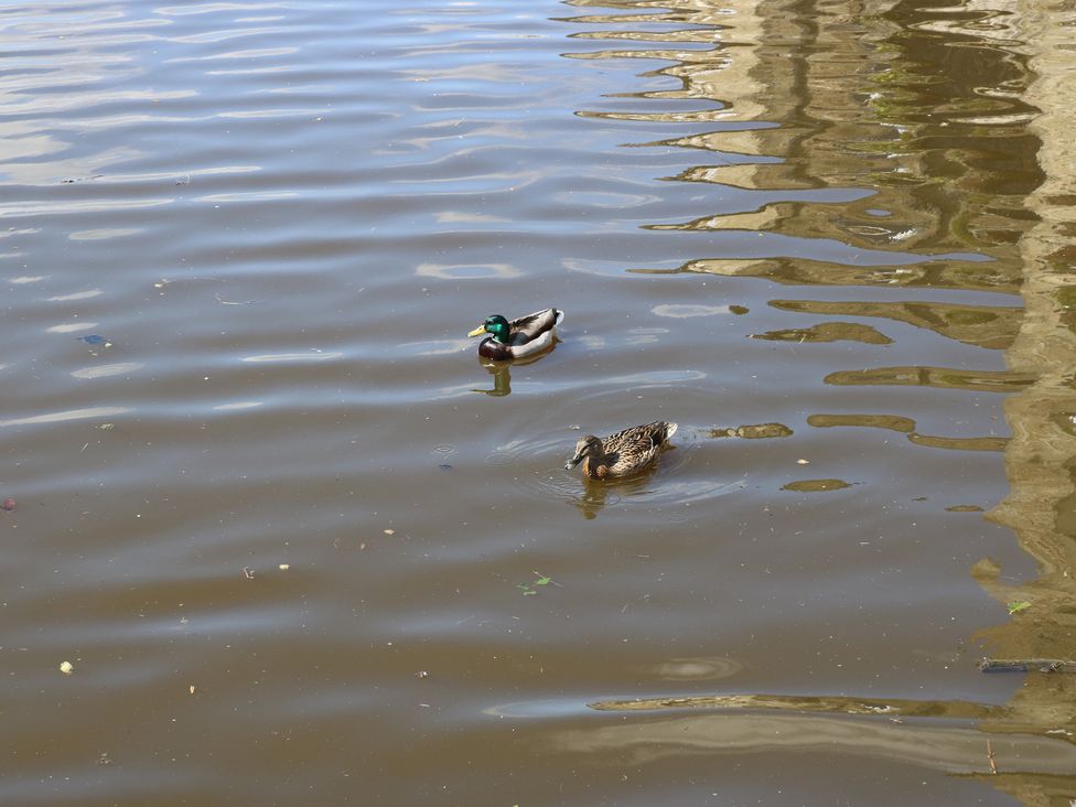 Two ducks swimming on a body of water at Barley Cote Farm in Riddlesden