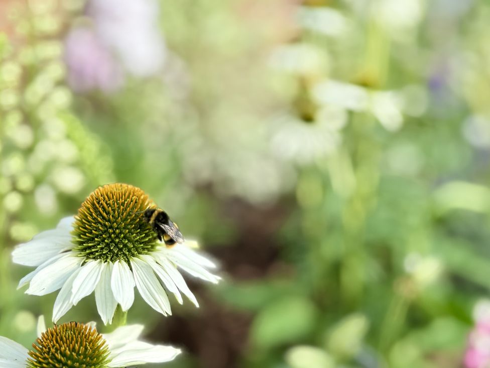 A flower with a bee in a garden at The Garden Retreat in Winchcombe