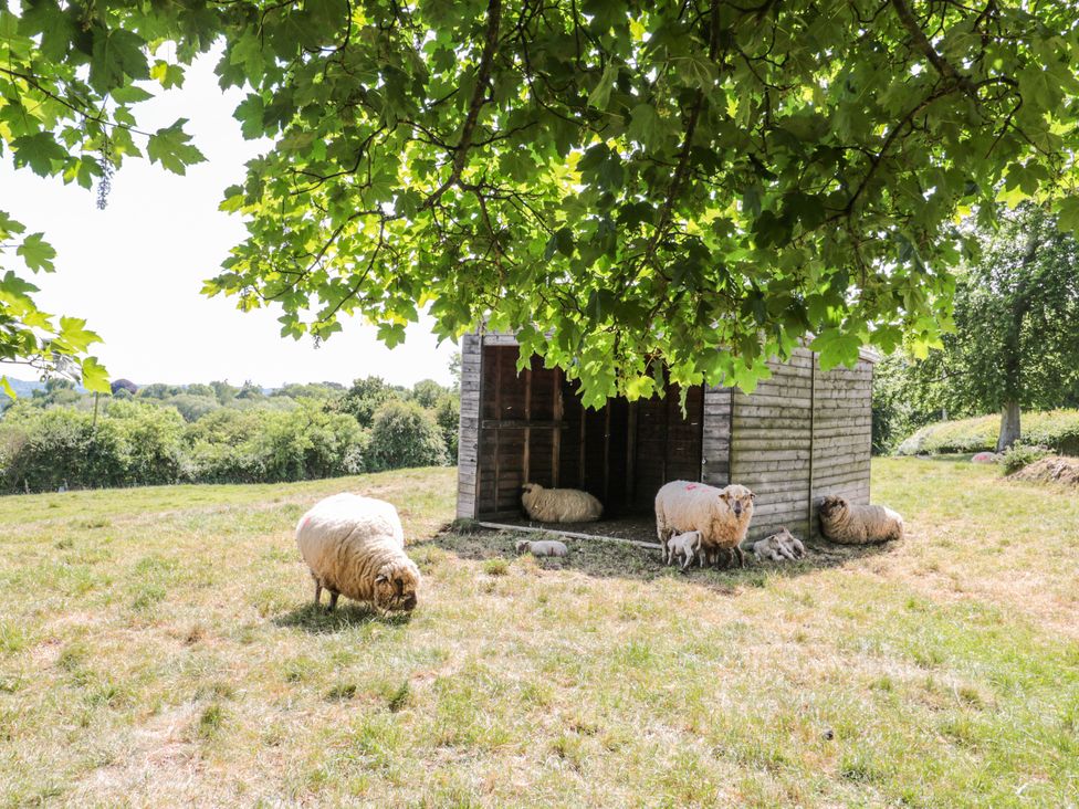 Sheep near a shelter under a tree at The Bull Pen in Yeovil, Somerset