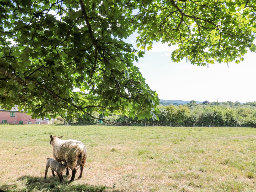 A sheep and a lamb in a field at The Bull Pen in Yeovil, Somerset