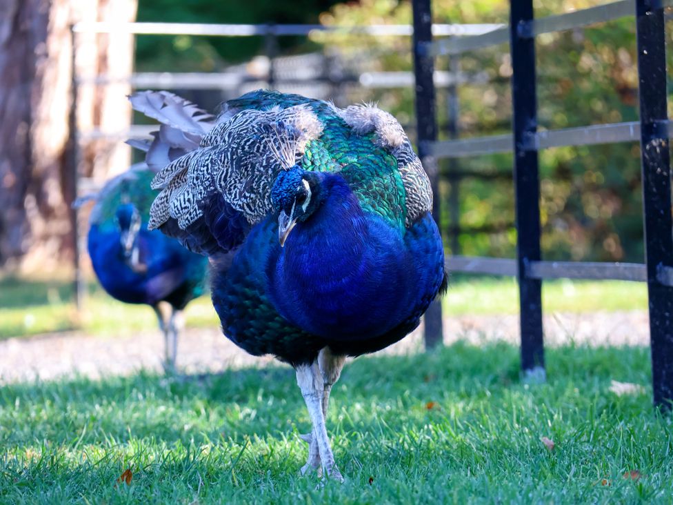 Two peacocks in a grassy area near a fence at Cowslip in Saltburn-By-The-Sea