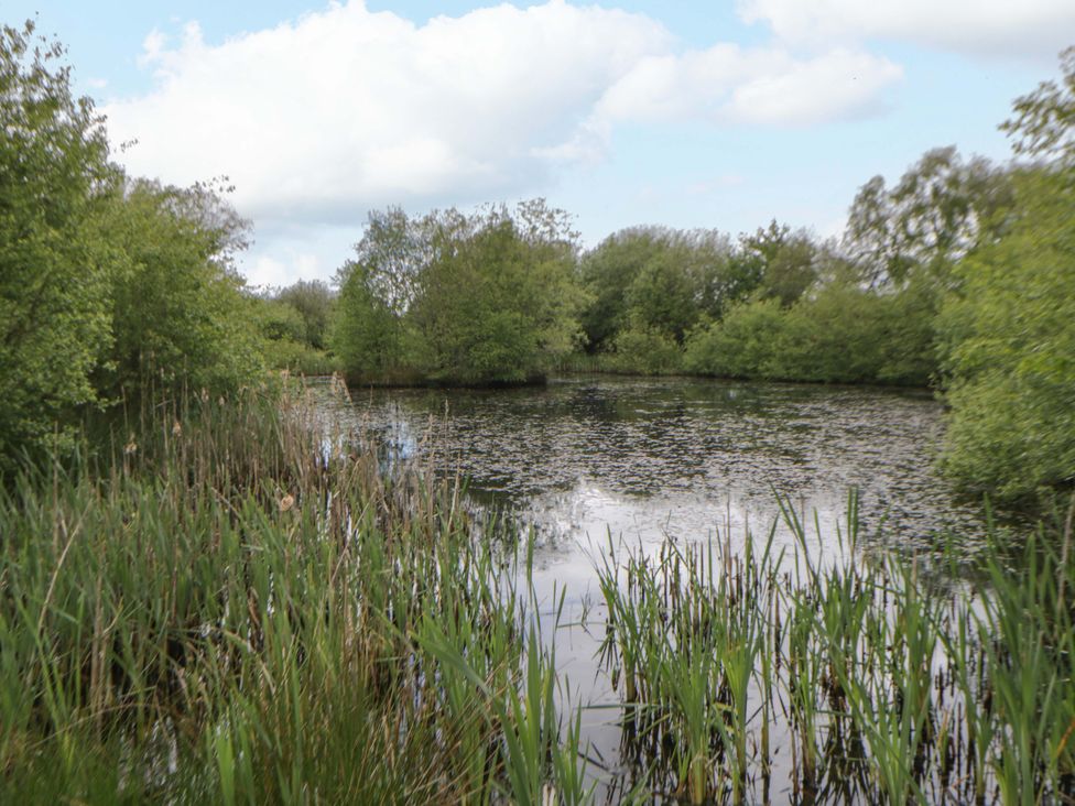 A pond surrounded by trees and reeds at Ty Cellin in Swyddffynnon near Pontrhydfendigaid