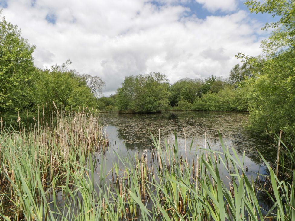 A pond surrounded by trees and reeds at Ty Cellin in Swyddffynnon near Pontrhydfendigaid