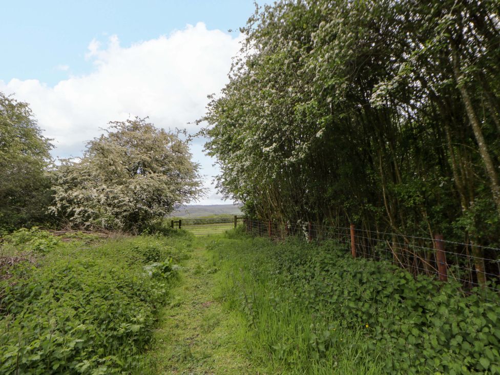 A path bordered by trees and grass at Ty Cellin in Swyddffynnon near Pontrhydfendigaid