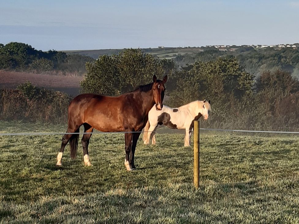 Two horses in a field at Higher Merther Farm Shepherds Hut Sithney near Helston