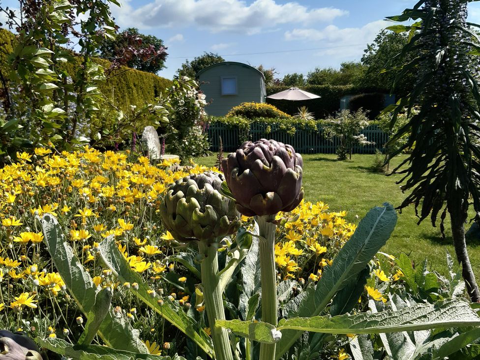 A garden with artichokes and yellow flowers at Higher Merther Farm Shepherds Hut Sithney near Helston