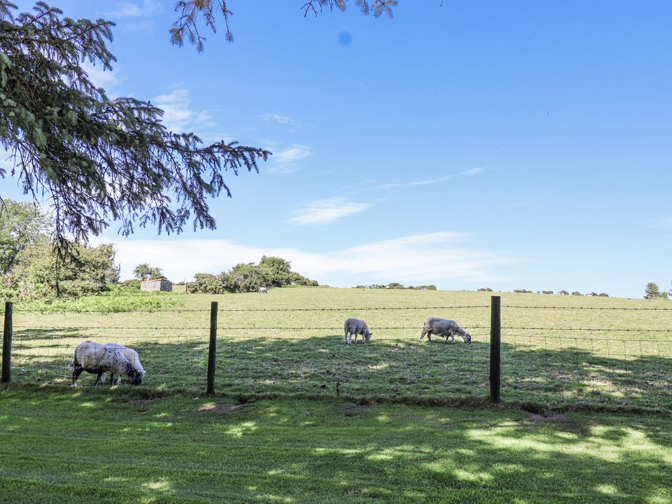 A field with sheep grazing near a fence at The Byre Common Moor near Liskeard