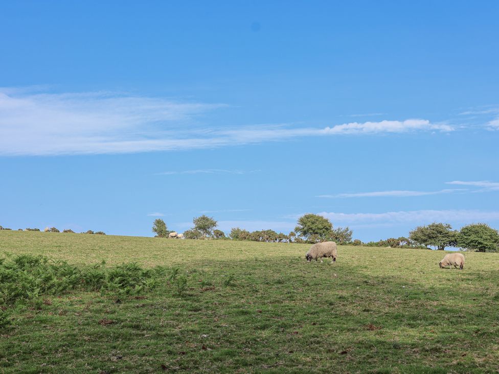 A field with sheep grazing at The Byre in Common Moor near Liskeard