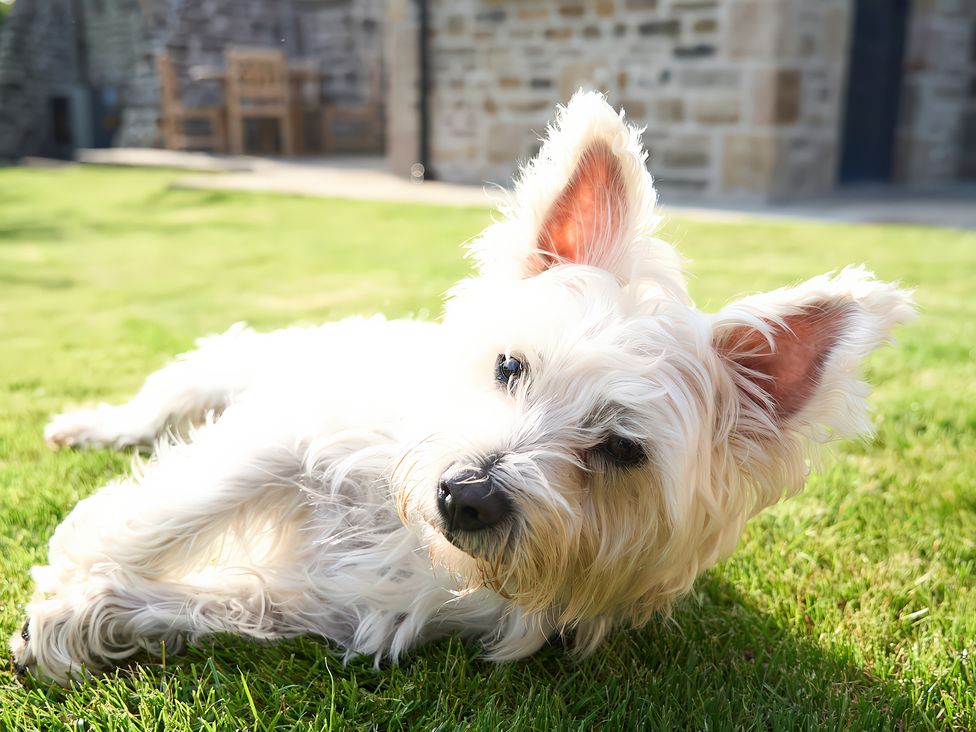 A dog resting on the grass at The Reading Rooms, Oughtershaw near Buckden