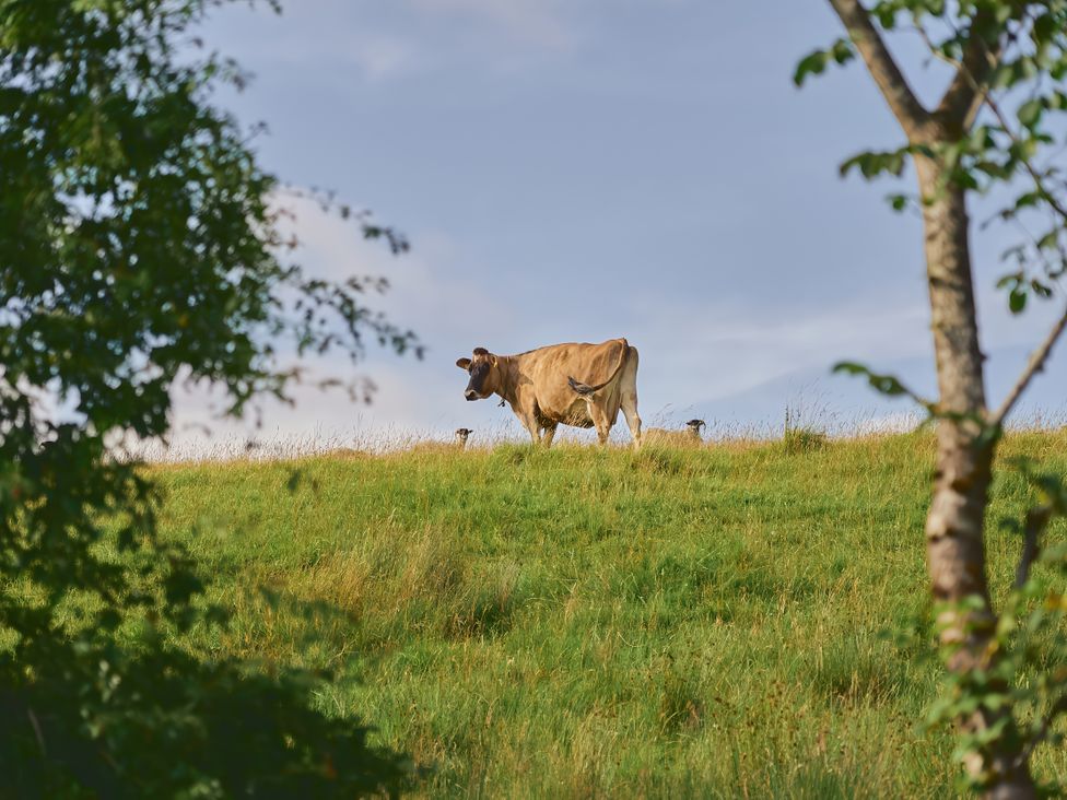 A cow standing on a hill with grass at The Reading Rooms Oughtershaw near Buckden