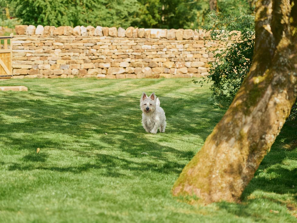 A dog running in a garden at The Reading Rooms Oughtershaw near Buckden