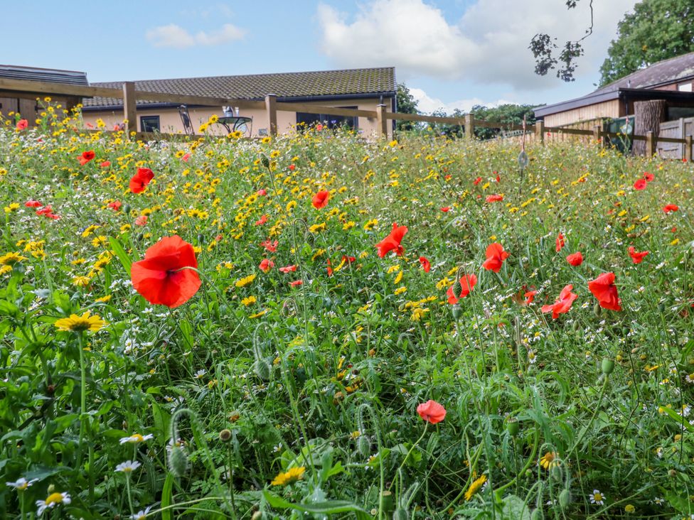 A garden with poppies and wildflowers at The Nest in Wetheral
