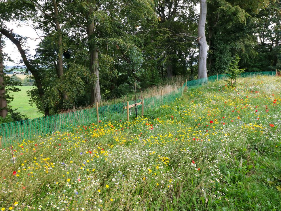 A meadow with wildflowers and trees at The Nest in Wetheral