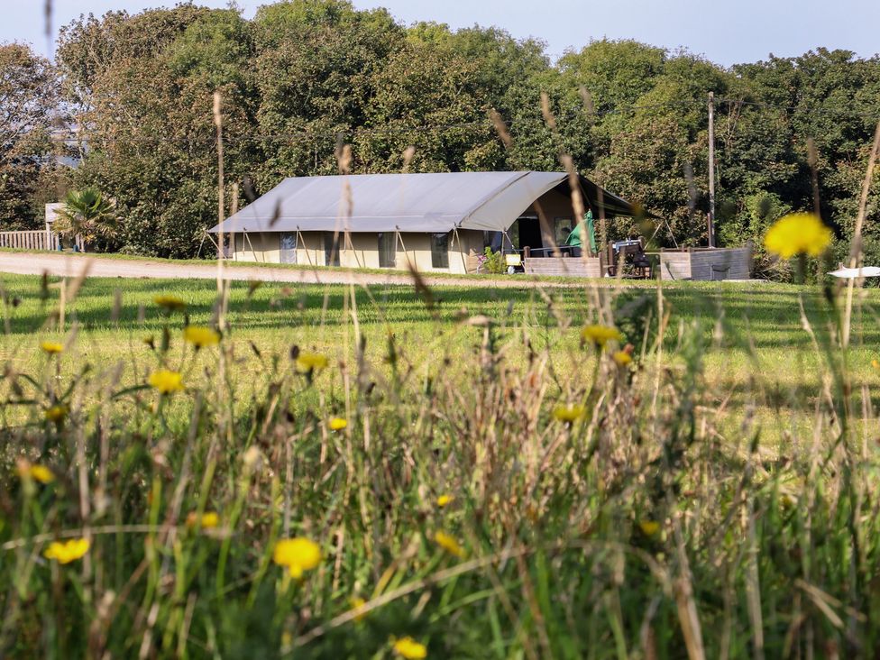 Buttercup - Cornwall - 1161918 - thumbnail photo 35