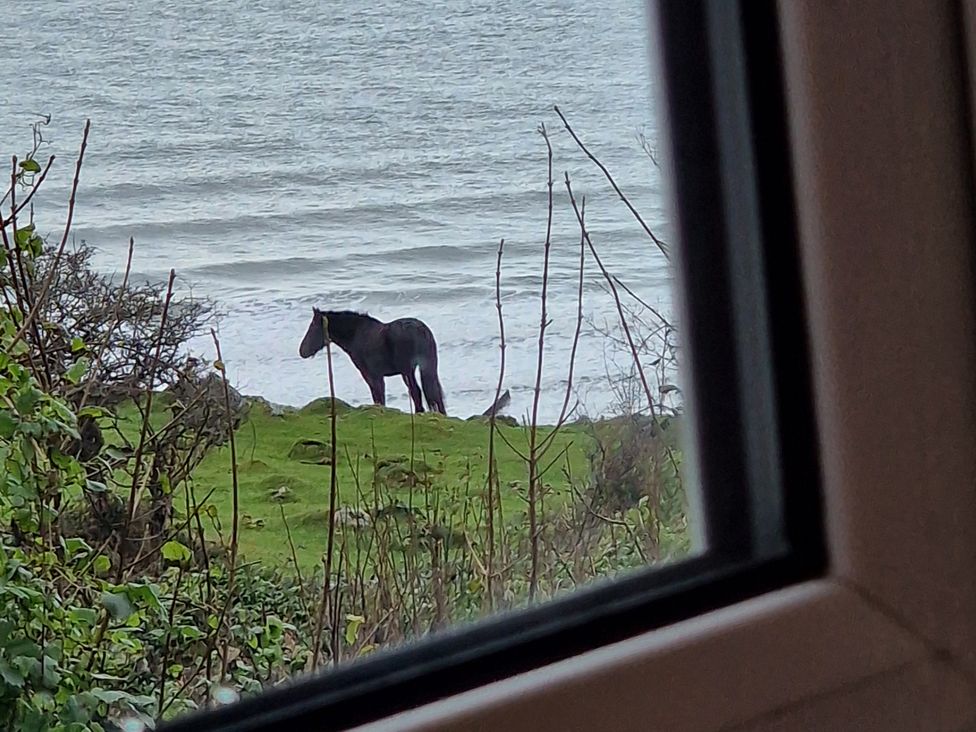 A horse near the sea at Woodland Roost in Barmouth
