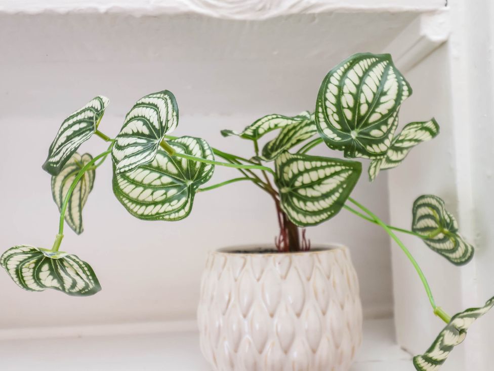 A plant with green and white patterned leaves in a white textured pot on a white surface at Flat 1 in Scarborough