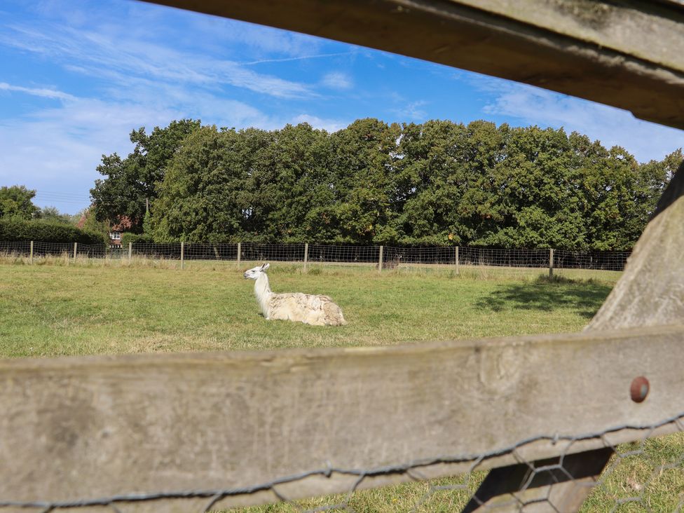 The Old Stables - Kent & Sussex - 1162125 - thumbnail photo 26