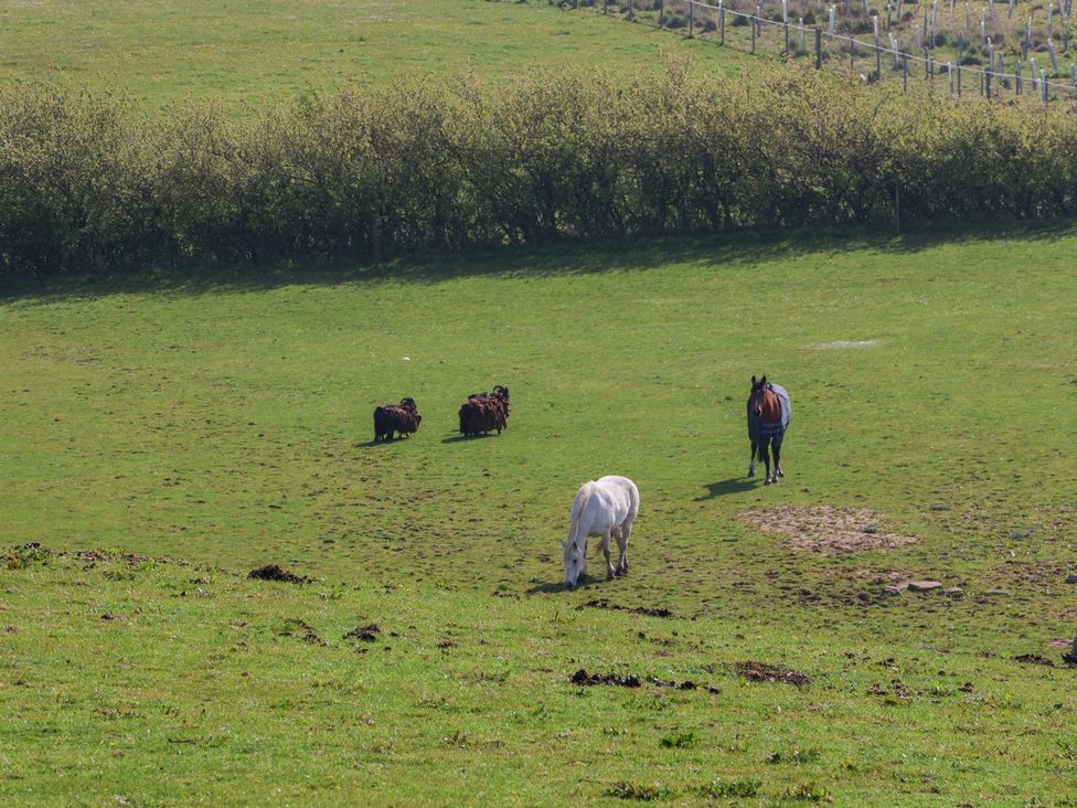 Cattle and horses grazing in a field at Horseshoe Cottage Ingleby Greenhow near Great Ayton