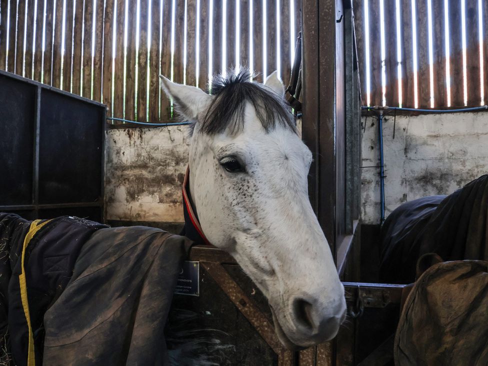 A horse in a stable with wooden slats at Horseshoe Cottage Ingleby Greenhow near Great Ayton