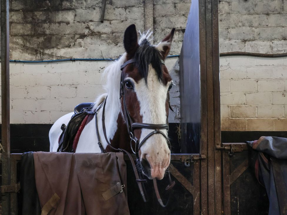 A horse in a stable at Horseshoe Cottage Ingleby Greenhow near Great Ayton