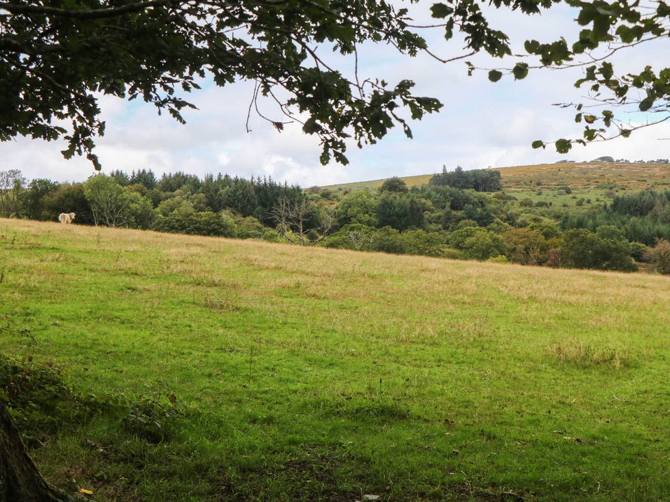 A field with trees and a cow at Halshanger Barn Newton Abbot