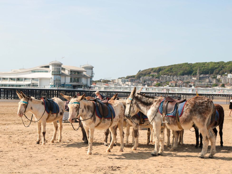 Donkeys on a beach with a pier in the background at Flat 24 Brean