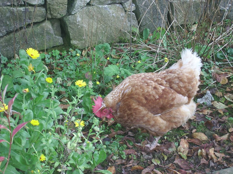 Courtyard Cottage - Peak District & Derbyshire - 1162718 - thumbnail photo 32