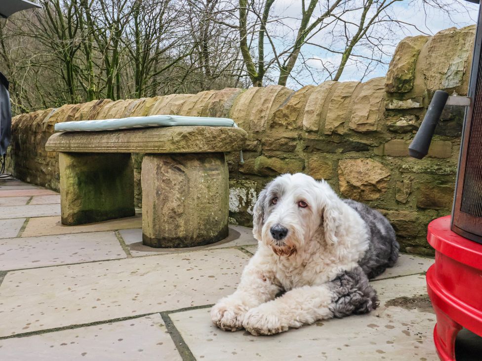 A dog lying next to a stone bench at Beckside in Skipton