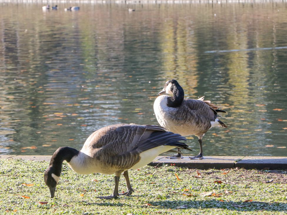 Two geese by a lake in a grassy area at Pavilion Suite Buxton