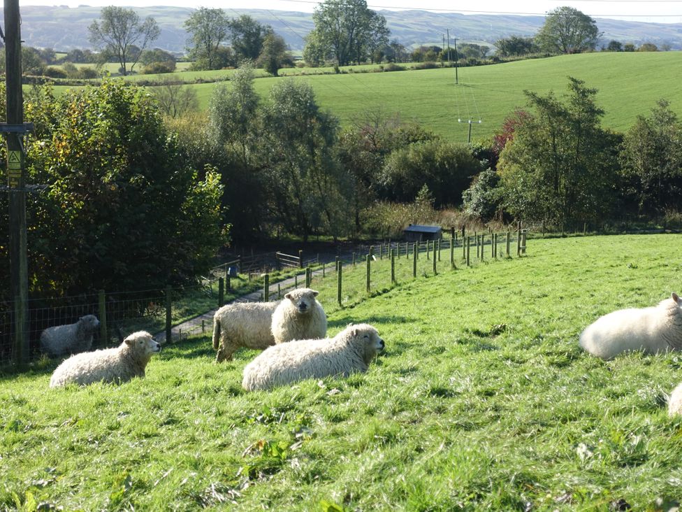 Sheep grazing in a field with hills in the background at Bryn Y Garreg - The Wireless Free Farm (No Tech!) Llangadfan near Llanwddyn