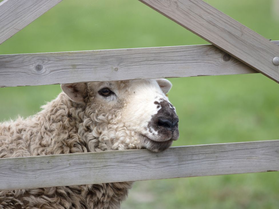 A sheep looking through a wooden fence at Bryn Y Garreg - The Wireless Free Farm (No Tech!) Llangadfan near Llanwddyn