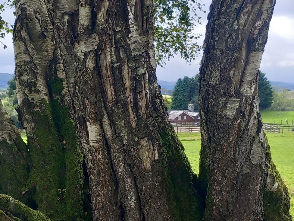 A tree with a farmhouse and grass in the background at Bryn Y Garreg Cottage - The Wireless Free Farm (No Tech!) Llangadfan near Llanwddyn