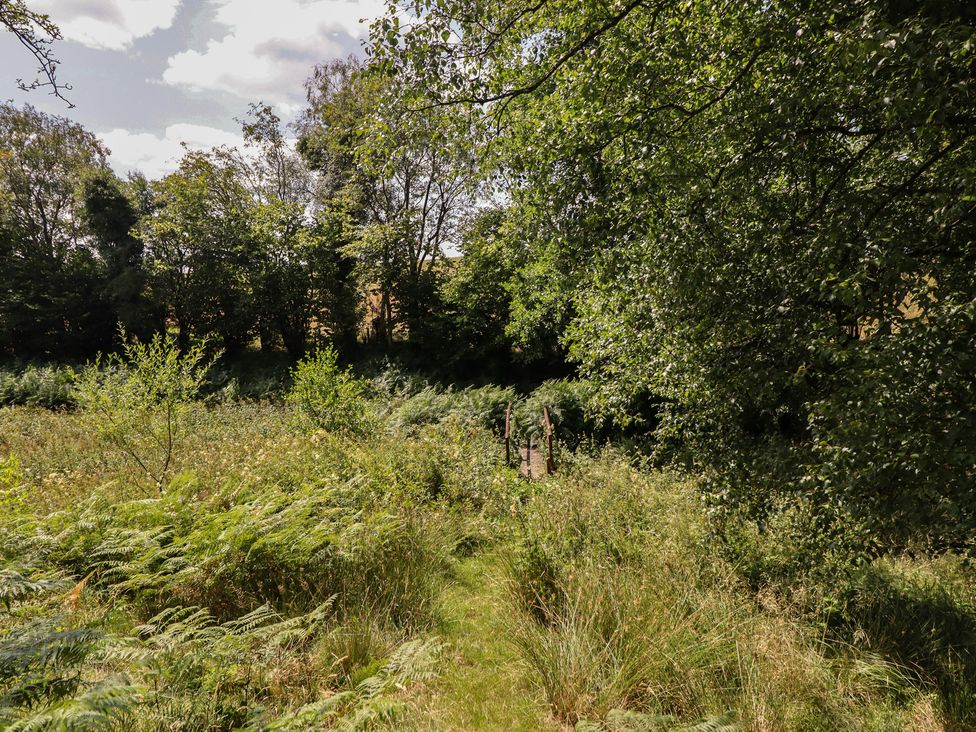A path leading to a bridge surrounded by trees and ferns at Bryn Y Garreg Cottage - The Wireless Free Farm in Llangadfan near Llanwddyn