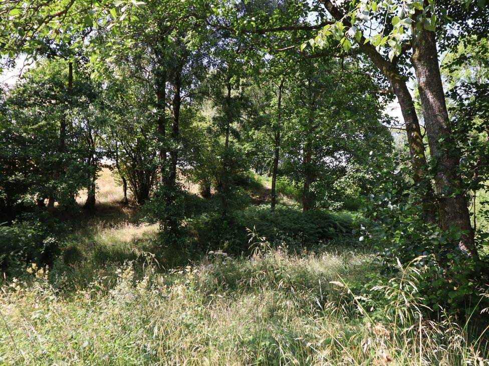 A wooded area with trees and grass at Bryn Y Garreg Cottage - The Wireless Free Farm in Llangadfan near Llanwddyn