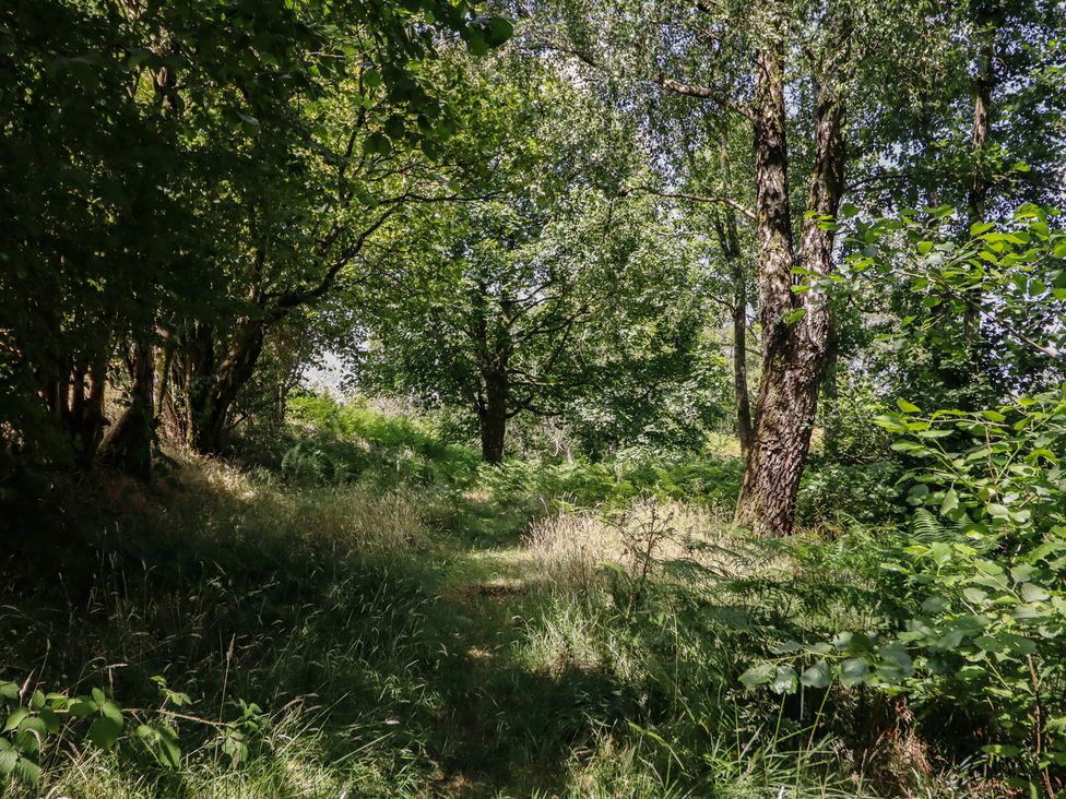 A path through trees and grass at Bryn Y Garreg Cottage - The Wireless Free Farm Llangadfan near Llanwddyn