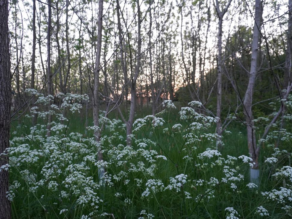 A field with flowers and trees at Catchwater in Keal Cotes near East Kirkby
