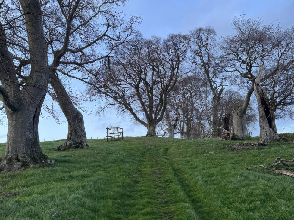 A path leading through trees at Beach Farmhouse near Bishop's Castle