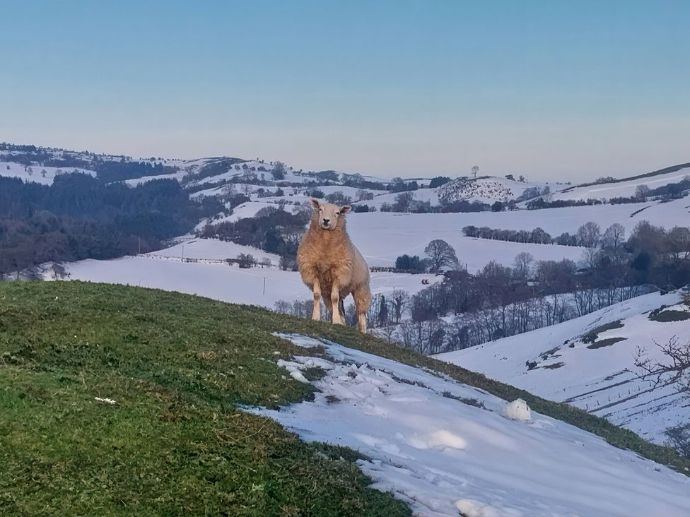 A sheep standing on a snowy hill near Bishop's Castle