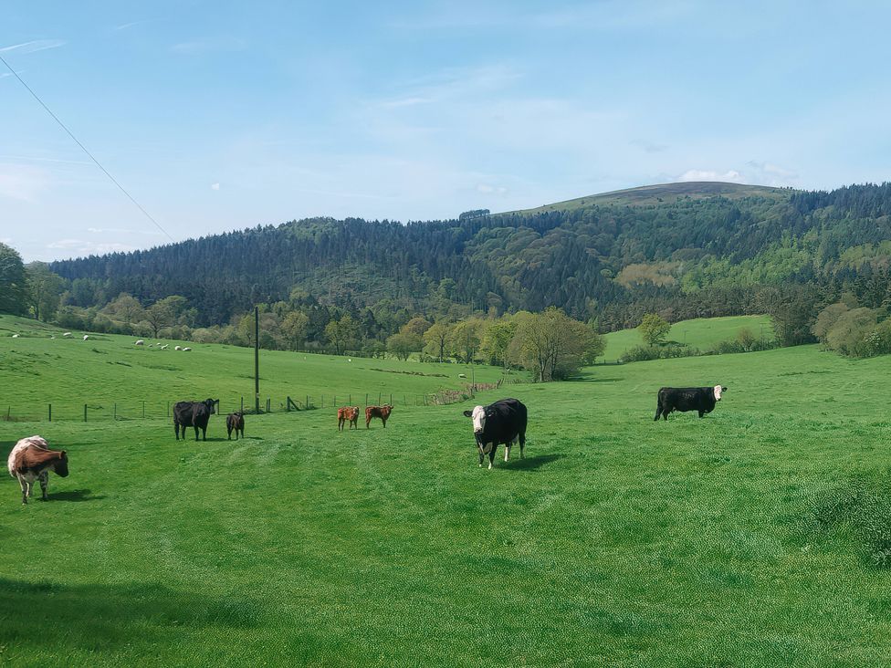 A field with cows grazing and hills in the background at Beach Farmhouse near Bishop's Castle